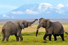 Excursion de 3 jours au Parc National d'Amboseli depuis Nairobi