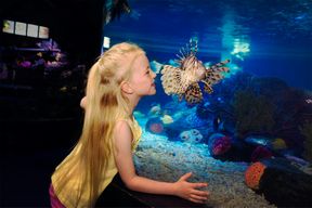 Billets pour Sea Life Scheveningen à La Haye