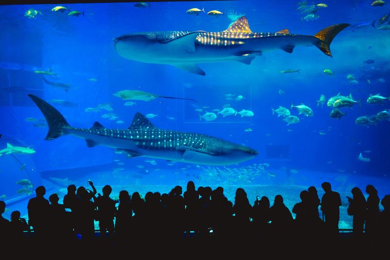 Billets combinés Aquaria + Musée AR Trickeye à Phuket