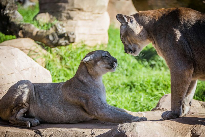 Billets pour le Rancho Texas Lanzarote Park