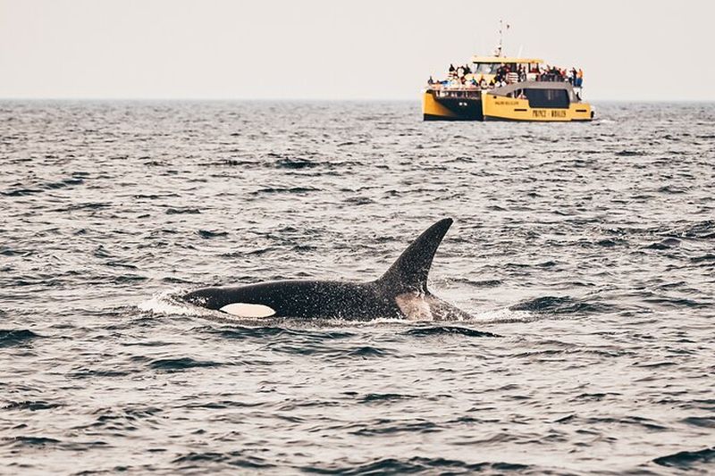 Croisière d'observation des baleines à Victoria
