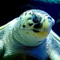 Billets pour l'aquarium de Lanzarote