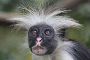 Visite du forêt de Jozani et d'une ferme d'épices à Zanzibar