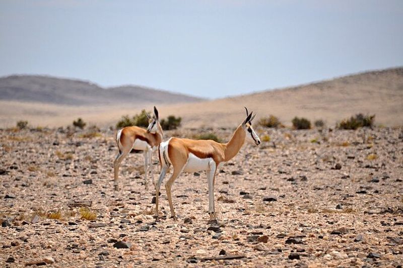 Excursion dans le désert du Namib au départ de Walvis Bay