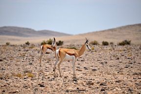 Excursion dans le désert du Namib au départ de Walvis Bay