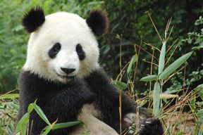Excursion privée au ZooParc de Beauval depuis Paris