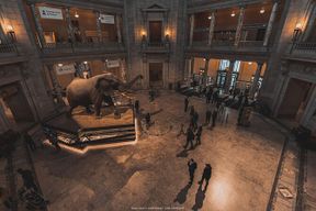 Visite guidée privée de deux musées de Washington DC : Histoire naturelle et Histoire américaine