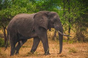 Excursion safari au Parc National de Mikumi depuis Zanzibar