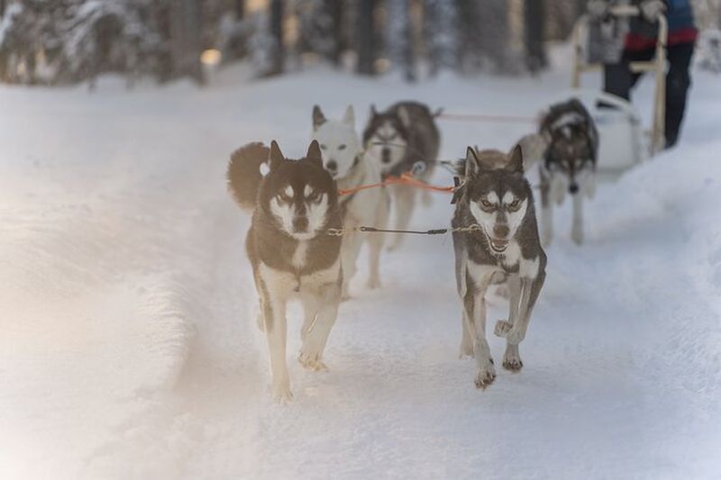 Balade en traîneau à chiens husky à Rovaniemi