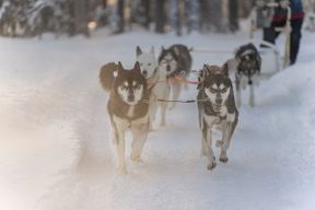 Balade en traîneau à chiens husky à Rovaniemi