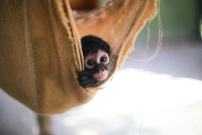 Billets pour le Sanctuaire des Singes et Animaux Sauvés d'Akumal