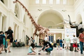 Billets pour le Musée Field d'Histoire Naturelle de Chicago