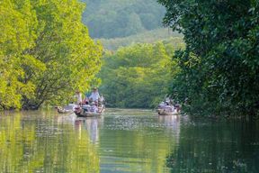 Excursion en télécabine dans la forêt de mangroves de Koh Chang
