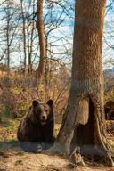 Excursion privée d'une journée au sanctuaire d'ours de Libearty et au château de Bran