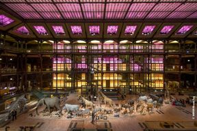 Billets coupe-file pour la Grande Galerie de l'Évolution