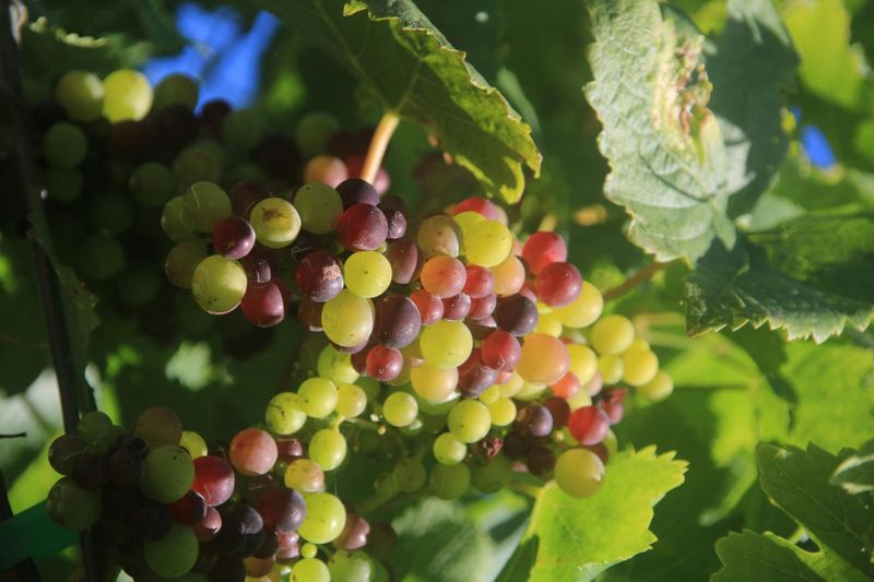 Visite des vignobles, passerelle vers Cabo Girão et aventure en 4x4