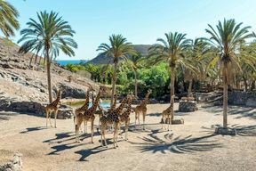 Billet pour le zoo Oasis Wildlife à Fuerteventura