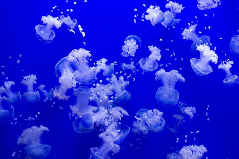 Billets pour l'aquarium de Séville