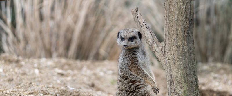 Expérience Safari de Sousse ou Hammamet au parc Friguia