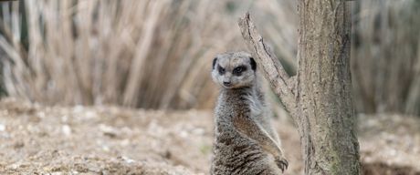 Expérience Safari de Sousse ou Hammamet au parc Friguia