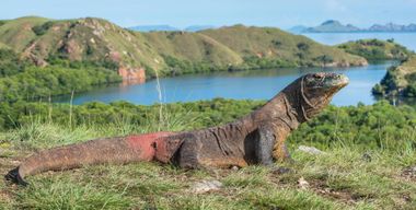 Aventure d'une journée avec les dragons de Komodo, la plage de Pink Beach et la plongée avec masque et tuba