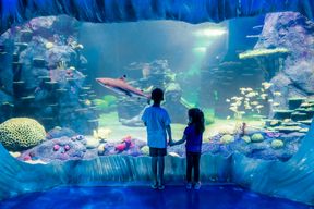 Billets pour l'aquarium Sea Life de Sydney