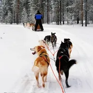 Randonnée en Chien de Traîneau à Chamonix-Mont-Blanc