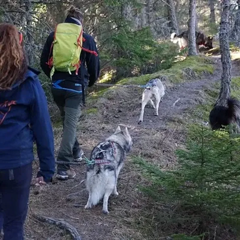 Balade en Cani-Rando près de Digne-les-Bains