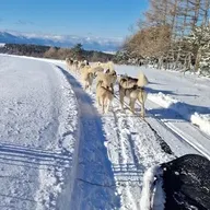 Randonnée en Chiens de Traîneau - Cambre-d'Aze près de Font-Romeu
