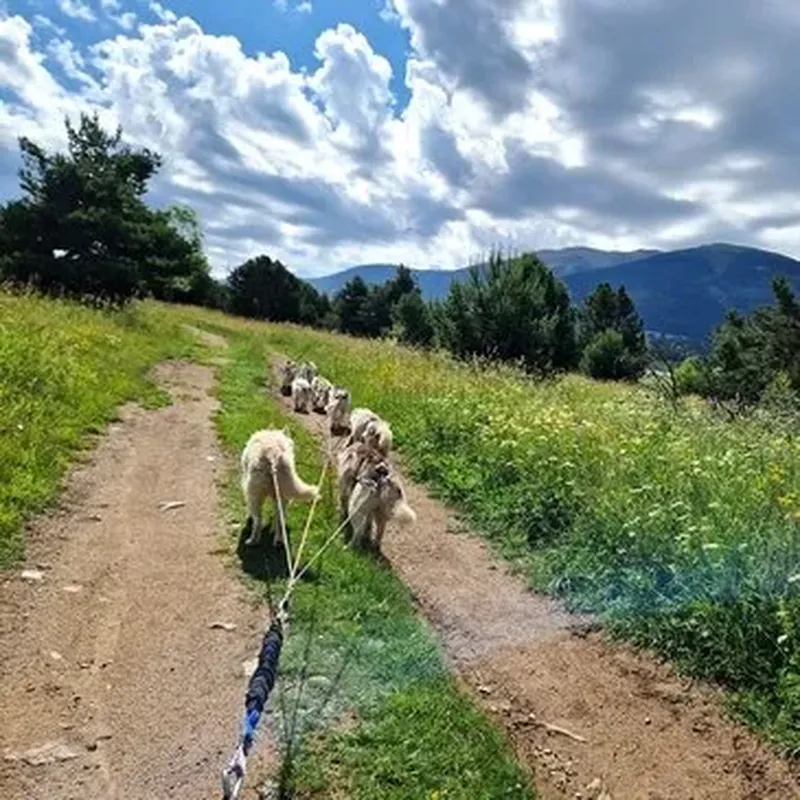 Balade en Cani-Kart au Cambre-d'Aze près de Font-Romeu