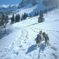 Conduite d'un Attelage de Chiens de Traîneau près de Grenoble