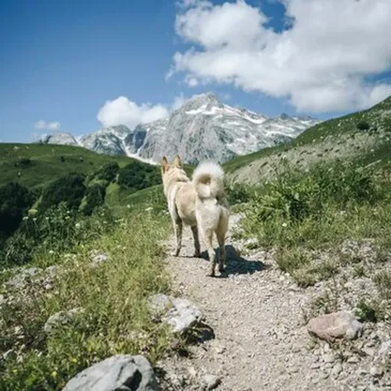 Balade en Cani-Rando au Cambre-d'Aze près de Font-Romeu