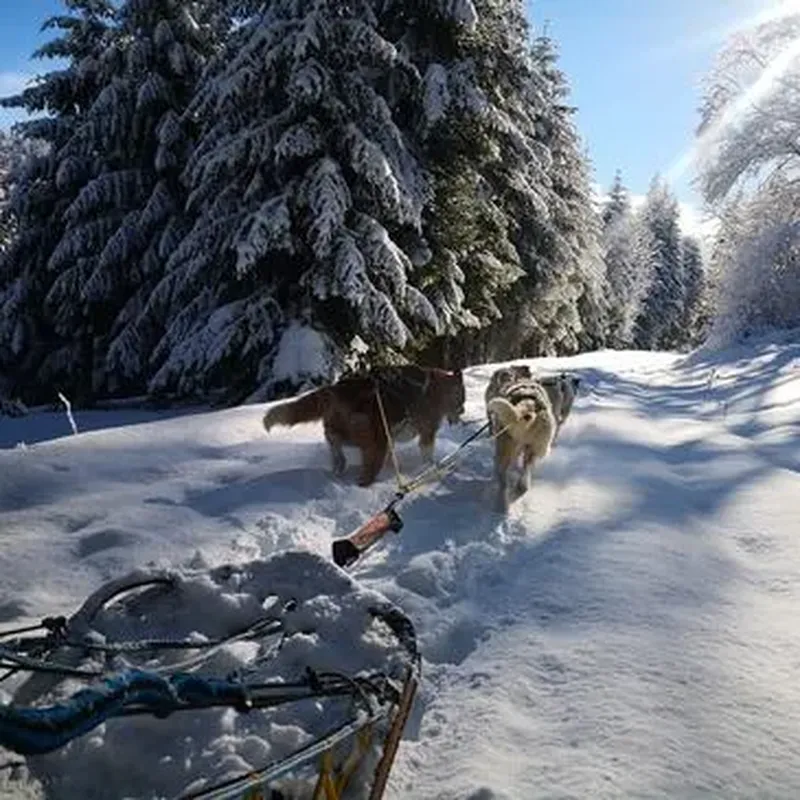 Balade en Chiens de Traîneau dans le Vercors à Autrans