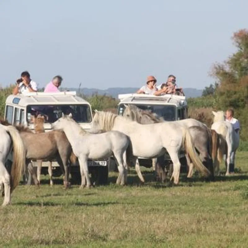 Randonnée Safari en 4x4 en Camargue à Aigues-Mortes