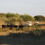 Randonnée Safari en 4x4 en Camargue près d'Arles