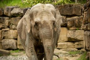 ZOO Planckendael : Billet d'entrée