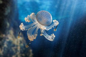 Océanopolis: Billet coupe-file