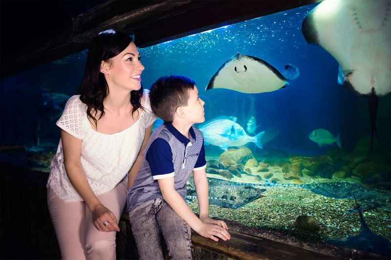 SEA LIFE Blankenberge : Billet d'entrée