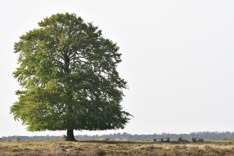 Parc national De Hoge Veluwe