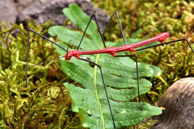 Micropolis - La cité des insectes