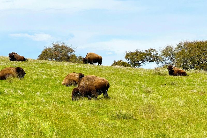 Île de Santa Catalina : Safari guidé