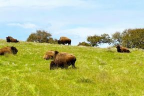 Île de Santa Catalina : Safari guidé