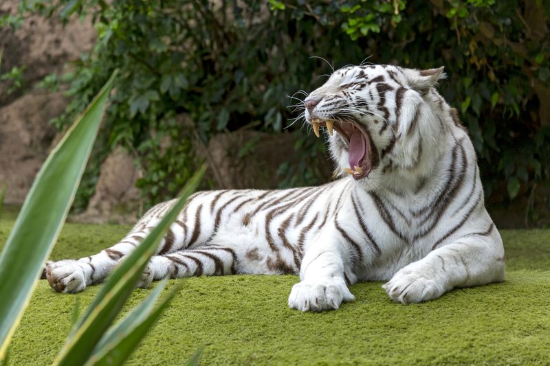 Loro Parque : Billet d'entrée