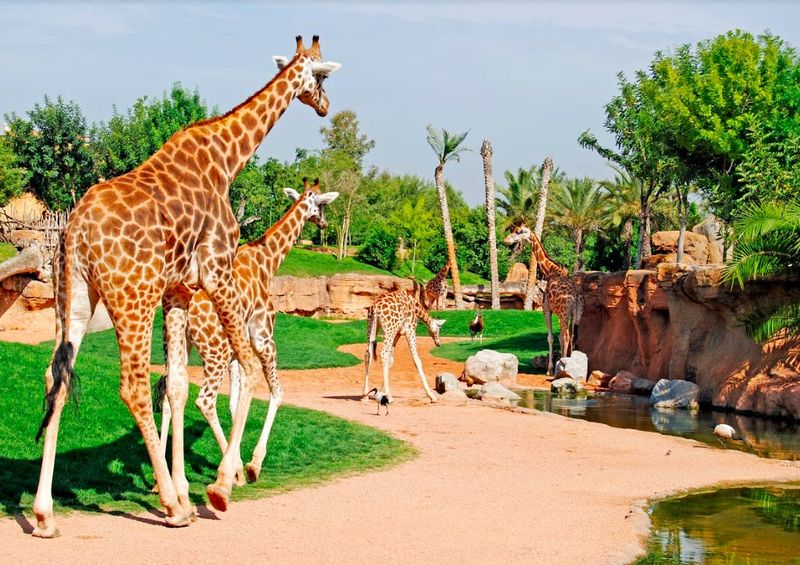 Bioparc Valencia : Billet avec accès rapide