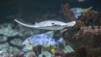 Seaquarium du Grau-du-Roi: Billet d'entrée