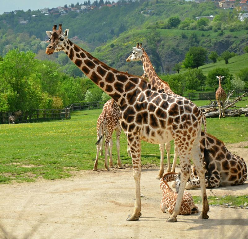 Zoo de Prague & croisière sur la Vltava pour le zoo