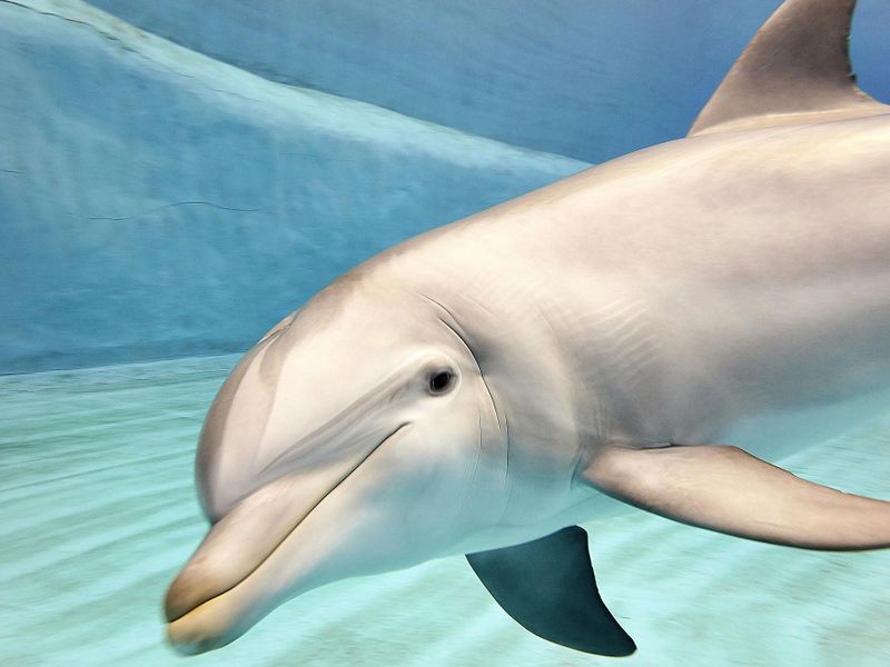 Musée océanographique et scientifique : Billet d'entrée