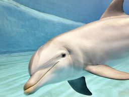 Musée océanographique et scientifique : Billet d'entrée