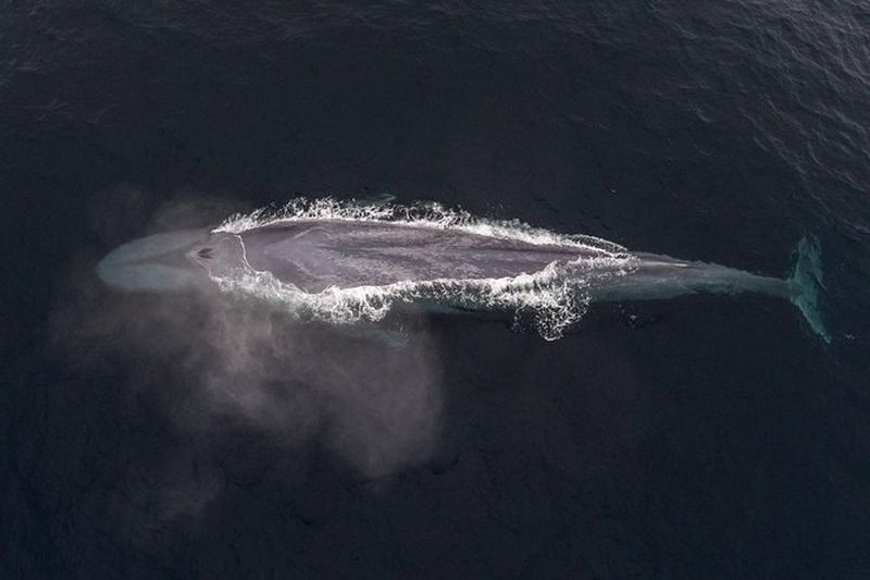 Excursion de 4 heures d'observation des baleines au départ de Monterey