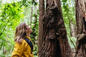 Muir Woods et Sausalito (retour en bus ou en ferry)